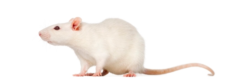 Foto rato (8 meses de idade), isolado no branco