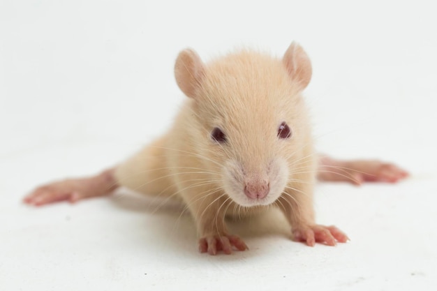 rato albino fofo isolado em um fundo branco