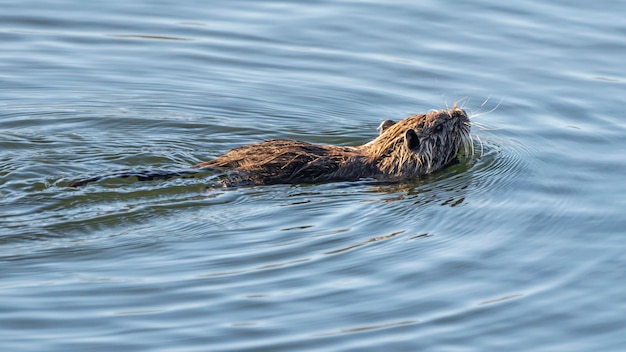 Rato aquático no parque natural dos pântanos de ampurdan.