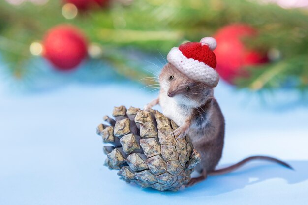 Rato bonitinho no chapéu de Natal com pinha floresta.