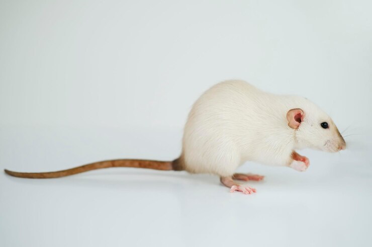 Foto rato branco bonito doméstico em fundo branco conceito de animais de estimação favoritos