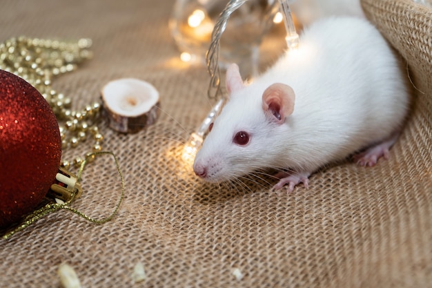 Rato branco com decoração de Natal