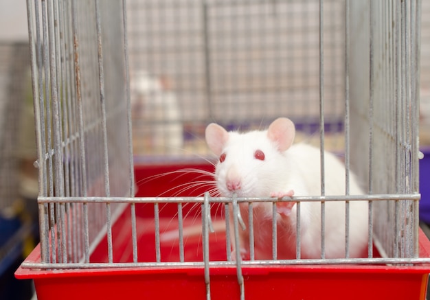 Rato branco curioso do laboratório que olha fora de uma gaiola, DOF raso com foco seletivo nos olhos do rato