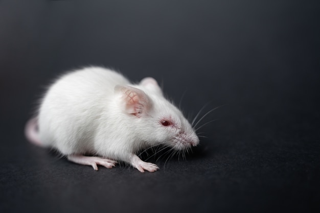 Rato branco de laboratório em fundo cinza