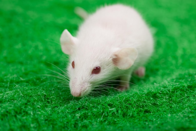 Rato branco em um fundo de grama verde