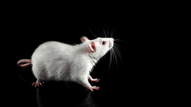Rato branco em um fundo preto O mascote do novo espaço de cópia 2020