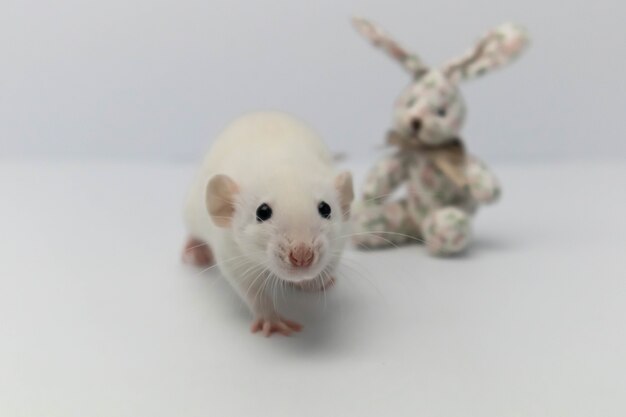 Foto rato branco fofo brincando com coelho de brinquedo de tecido