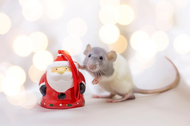 Rato branco sobre um fundo de holofotes amarelos segura sua pata em cerâmica Papai Noel