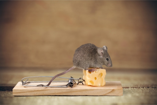 Rato cinza e ratoeira com queijo