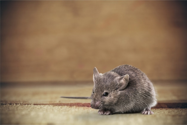 Rato cinza pequeno fofo com fundo de madeira