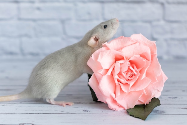 Rato dumbo decorativo ao lado de flores de crisântemo em um branco é fotos,  imagens de © Florimel #256359758