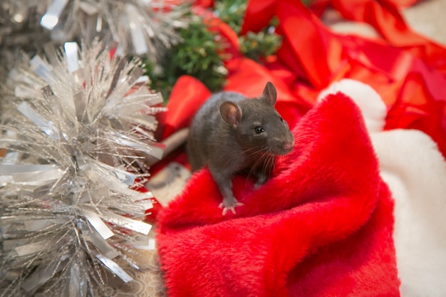 Rato cinzento caminha entre decoração de Natal