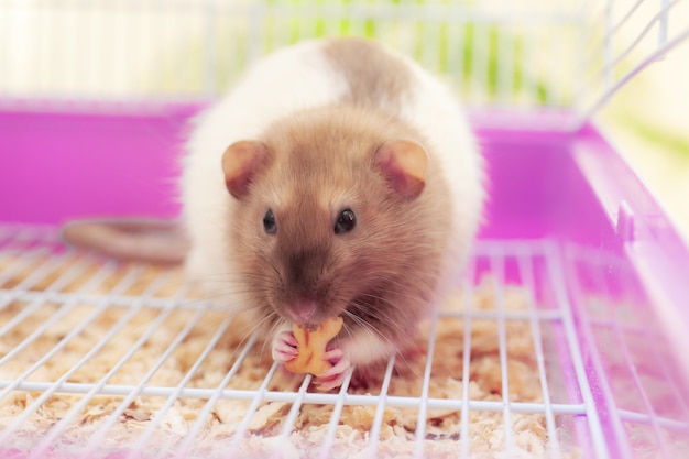 Rato comendo bolinhos em sua cela