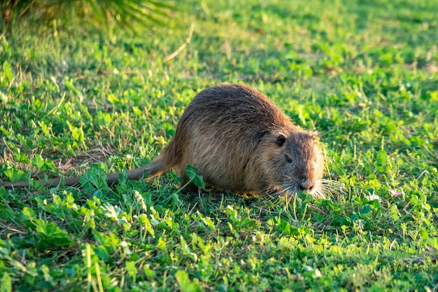 Rato Coypu água na grama verde.