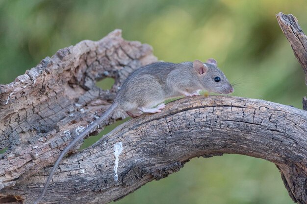 rato de casa (Rattus rattus) Málaga, Espanha