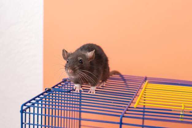 Rato de laboratório bonito e curioso olhando para fora de uma gaiola em um laboratório