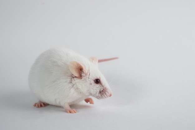 Foto rato de laboratório branco isolado na superfície branca