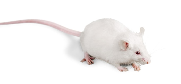 Foto rato de laboratório branco isolado no fundo branco