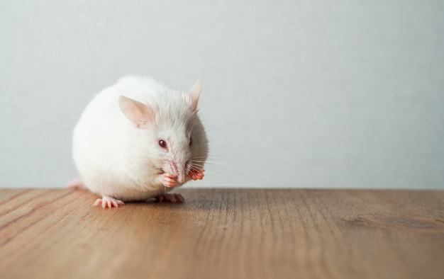 Rato de laboratório sentado em uma mesa de madeira lavando