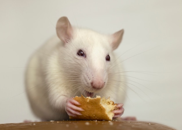 Rato doméstico branco comendo pão. animal de estimação em casa.