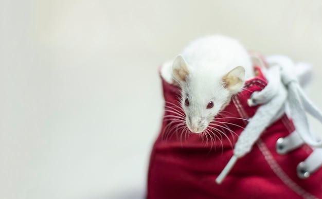 Rato dumbo branco bonito senta-se no tênis vermelho isolado no branco