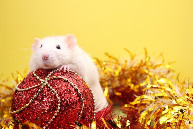 Rato e o brinquedo de Natal. Feliz Ano Novo. ano do rato 2020