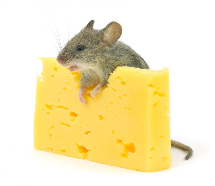Foto rato e queijo