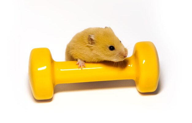 Foto rato em dumbbell amarelo contra fundo branco