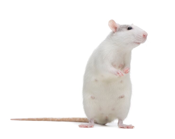 Foto rato em um branco isolado