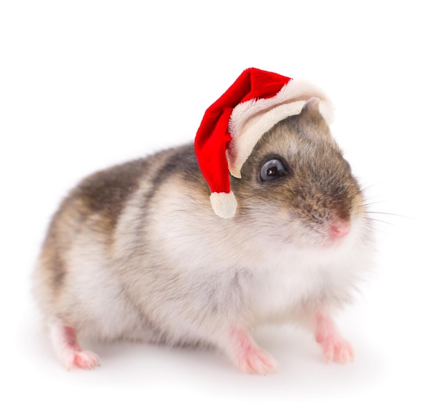 Rato em um chapéu vermelho de Papai Noel