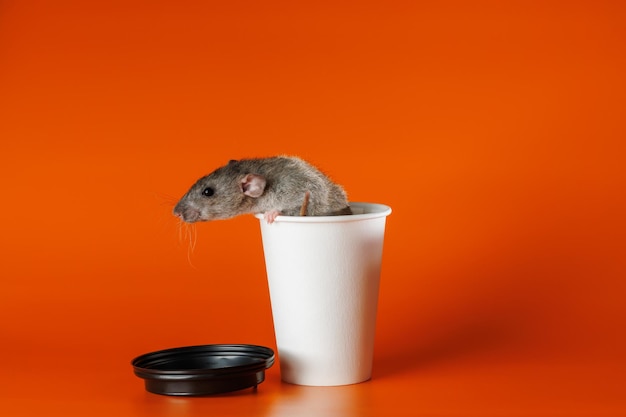 Rato em um copo de papel Rato em uma caneca de café Retrato de uma praga Rodente isolado em fundo laranja para letras e cabeçalho