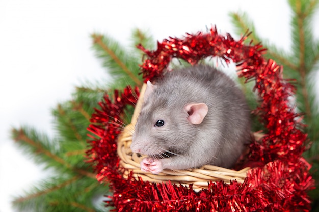 Rato encantador Dumbo em uma cesta com decorações de Natal. 2020 ano do rato. Ano Novo Chinês.