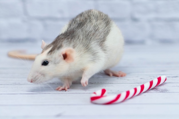 Rato fofo cheira o bastão de doces de natal. retrato de um close-up de roedor.