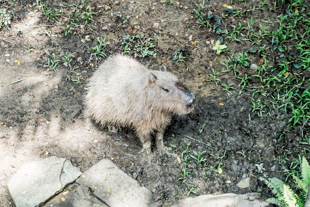 rato gigante na rua