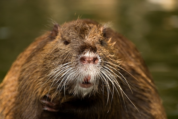 Rato grande do rio nutria ou coypu de perto