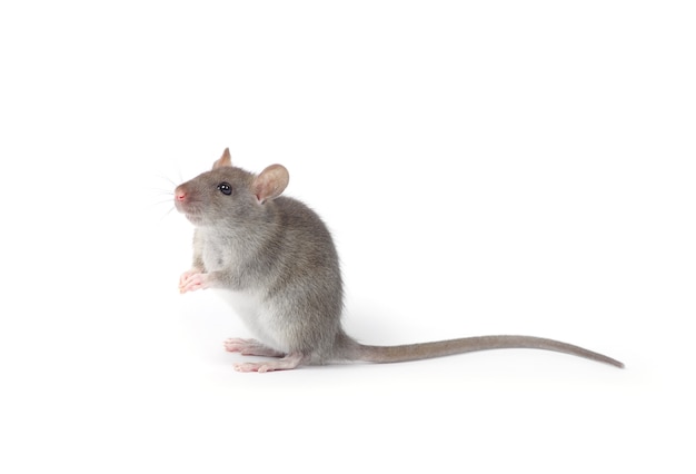 Rato isolado isolado no branco
