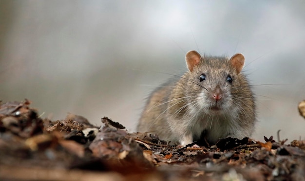 Rato marrom forrageando e se alimentando na floresta