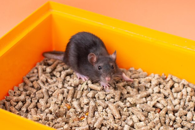 Rato Negro em um Caixão Laranja Brilhante