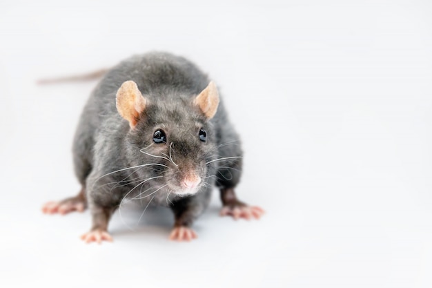 Rato preto bonito em um espaço cinza