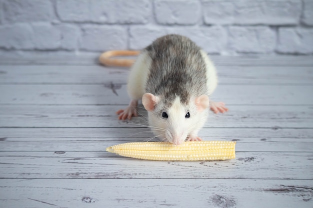 Rato preto e branco bonito decorativo comendo mini milho. Close-up do roedor.