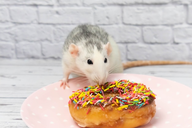 Rato preto e branco comendo massa rosquinha doce. Não em uma dieta. Aniversário.