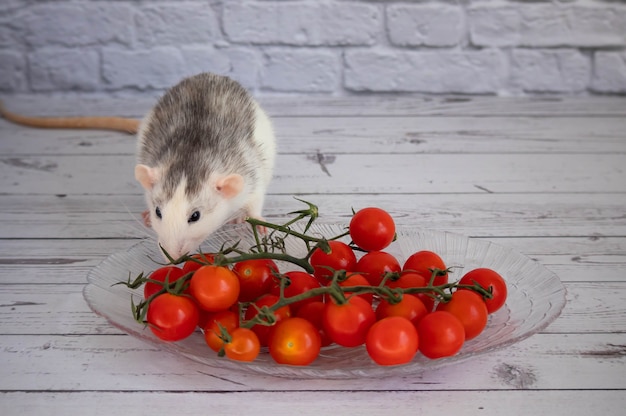 Rato preto e branco decorativo cheira tomates-cereja vermelhos e suculentos. Close-up do roedor. Tomate em um galho.