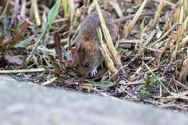 rato procurando comida em juncos secos