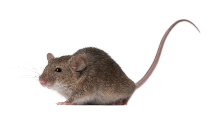 Foto rato selvagem isolado
