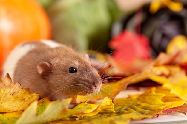 Rato sentado nas folhas coloridas do outono