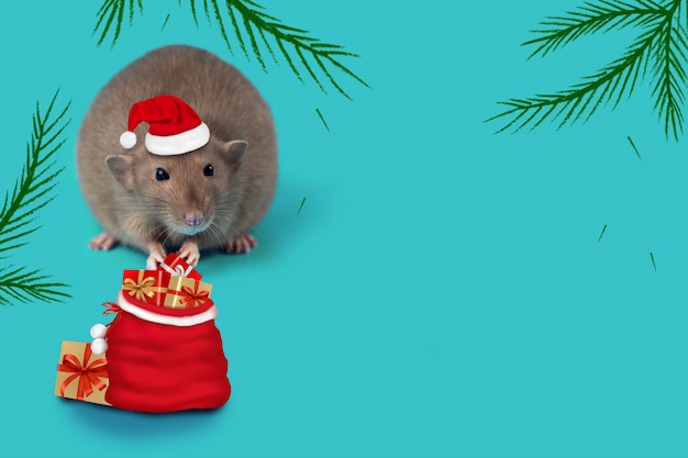 Rato - símbolo de 2020 em um chapéu de Papai Noel e com um saco de presentes no fundo da casa da moeda