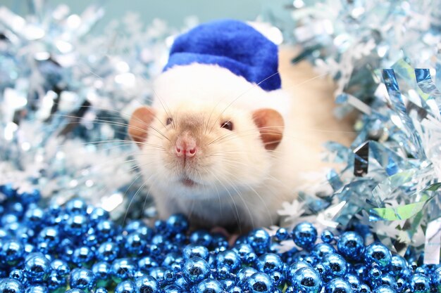 Rato usando chapéu de Natal azul com miçangas