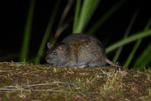 un raton al lado del rio en la noche