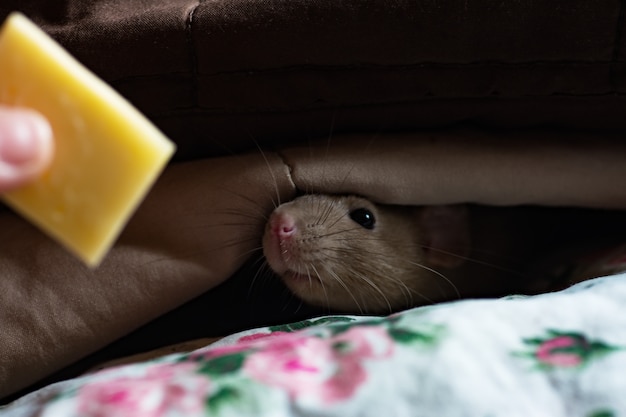 Ratón asoma la nariz por debajo de las mantas con olor a queso