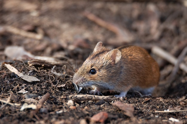 El ratón de campo rayado